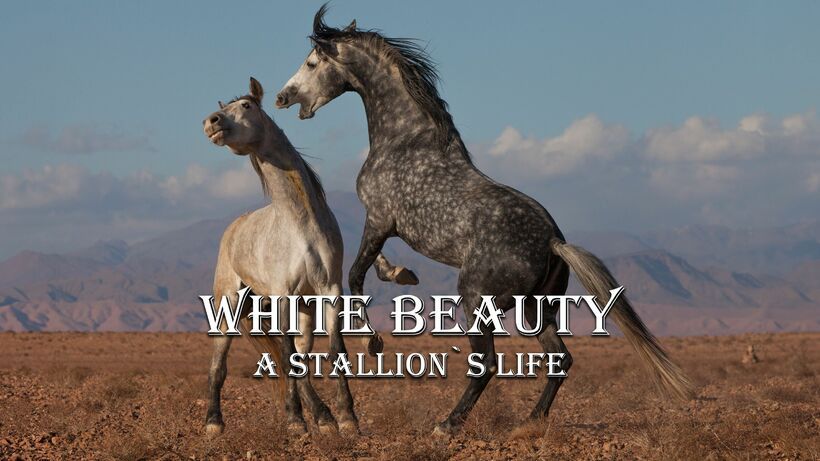 White Beauty - A Stallion's Life