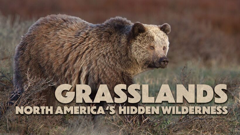 GRASSLANDS – NORTH AMERICA’S HIDDEN WILDERNESS