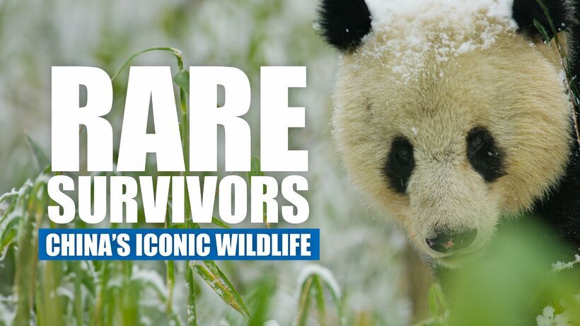 Rare Survivors – China’s iconic Wildlife