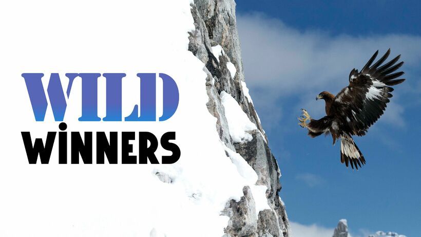 Wild Winners